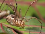 Daddy Long Legs, by shura_v