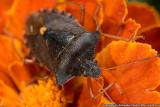 A Bug, by shura_v