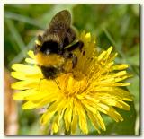 Bumble Bee by Peter Thorup
