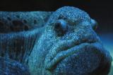 Wolf Eel by Atupdate