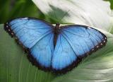 The Blue Morpho by Racketman