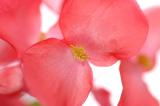 flower.jpg