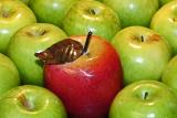 Comparing Apples to Apples, Real or Fake? by CJ in CA