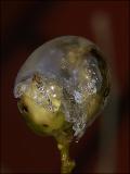 Iced Bud by Mashuga