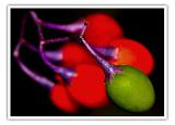 Mini Colors by Devendra