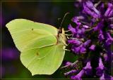 brimstone butterfly by gh