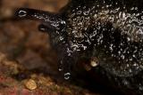 slug pests by racketman