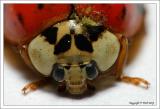 HM#3: Ladybug Face By Rudiman