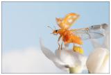 <b>MC29 Ladybugs <br>1st Place</b><br>-Mildew Ladybug taking off by Edwin Bont