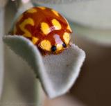 Ladybug on velver leaf by Martin ocando