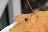 Bug on Leaf by JSug
