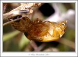 Birth of a Ladybug - Mousehill