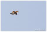 HM#2: Ladybug in flight by Jody Melanson