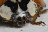Ladybug - Jody Melanson