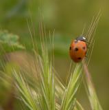 Ladybug - LaRee