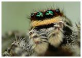 <b>MC31 Spiders <br>1st Place</b><br>World in their Eyes by M-A-R-K
