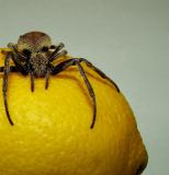 Hmmm...doesnt smell like an insect !!!  by: bot