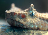 rattler eye by Barrytheb