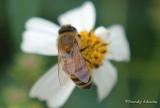Taiwan bee--RAdams