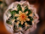 Prickly Pattern - Travis Finch