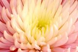 Petals - Jonathan Robson