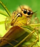 Pair of Spider Eyes by tchuanye