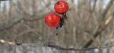 winter berries by omni