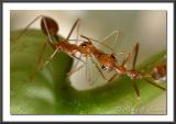 Kiss me baby by arbil