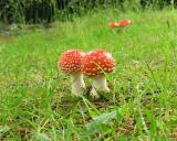 Mushrooms by Metal Monkey