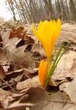 <b>MC37: Young ones<br>2nd  Place</b><br>Crocus flowers<br>by L1l0