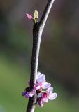 Red Bud by Chris