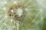 Dandelions are fuzzy (sample)