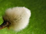 Willow Catkin