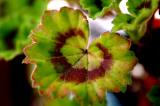 Fuzzy Leaf