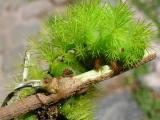 HM #1:  Stinging  Caterpillar climbing, by Ignacio