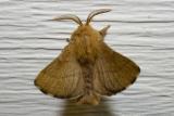 <b>MC38: Fuzzy!<br>1st  Place</b><br>Fuzzy Moth<br>by MBroam