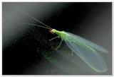 HM# 3 Green Lacewing On Glass