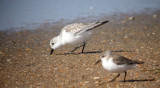 Sanderling and Western Sandpiper