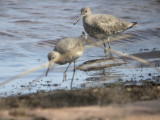 Willet