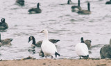 Rosss Geese