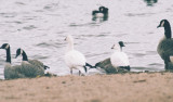 Rosss Geese