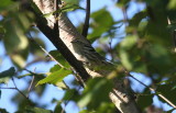 Black-and-white Warbler