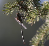 Lance-tipped Darner