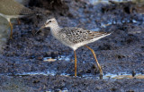 Stilt Sandpiper