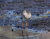 Stilt Sandpiper