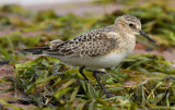 Bairds Sandpiper