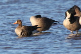 Greater White-fronted Goose