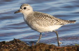 Black-bellied Plover