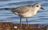 Black-bellied Plover