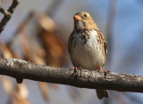 Harriss Sparrow
